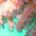 DSCF8003 koraly